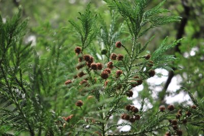 Cryptomeria japonica - kryptomerie japonská - zralé plody